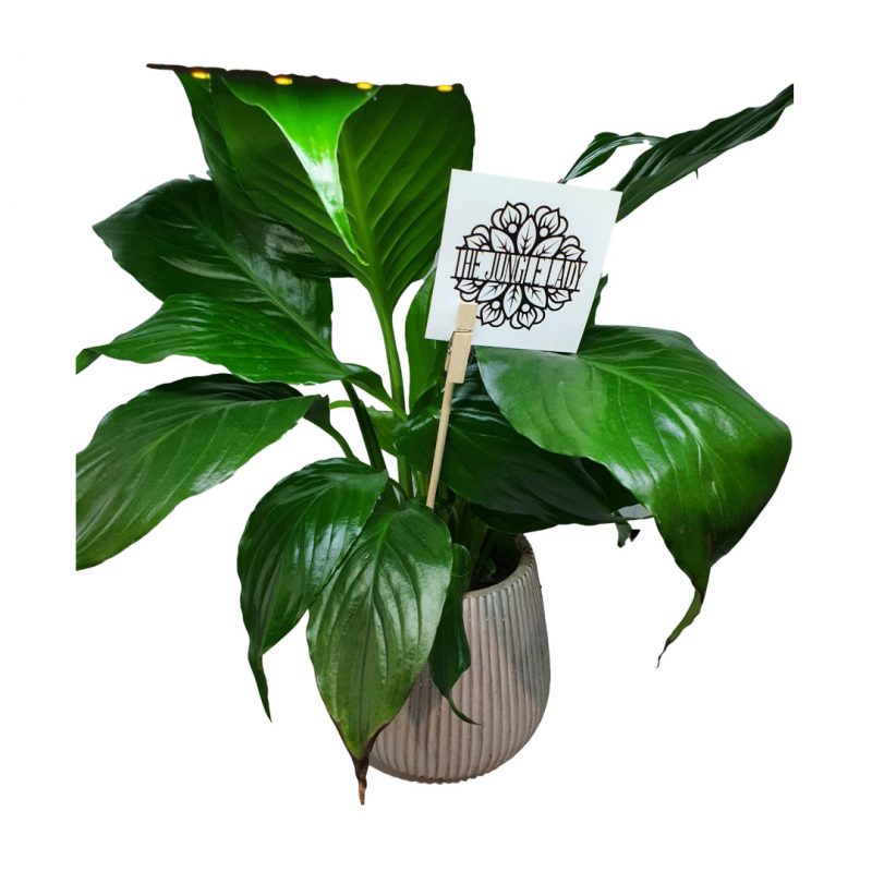 Peace Lily - Boxed Indulgence
